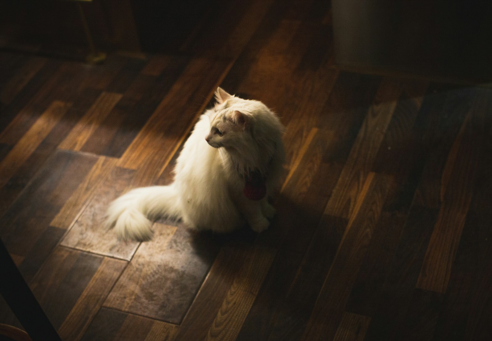 Hardwood Floors for Pet Owners